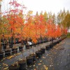 Sorbus  aucuparia 'Kubovaja' - Harilik pihlakas 'Kubovaja' C7/7L